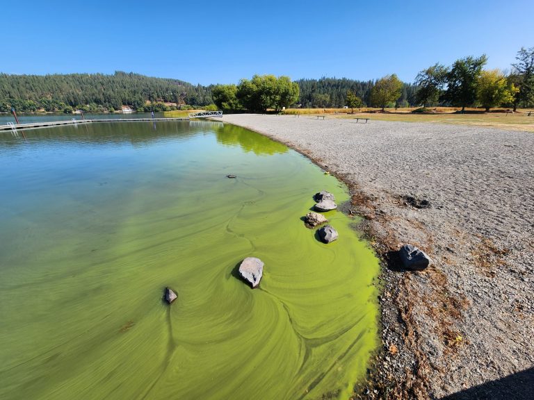 2025 Hauser Lake Cyanobacteria Harmful Algal Bloom