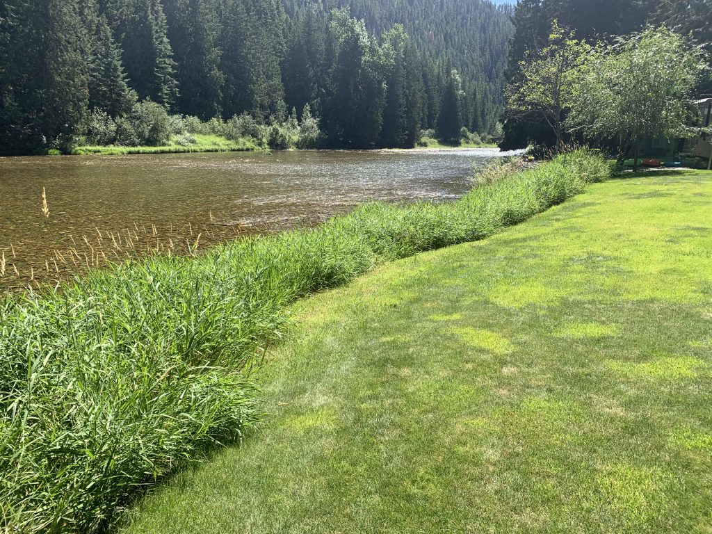 Image of the streambank of the north Fork of the Coeur d'Alene River.