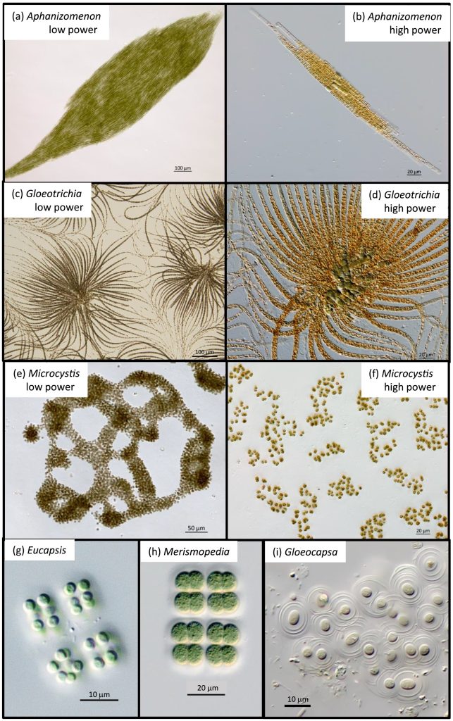 Example microscope images for 6 of the 12 genera of cyanobacteria. From Legleiter et al., 2022